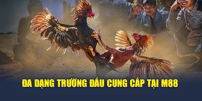 Đa dạng trường đấu cung cấp tại M88