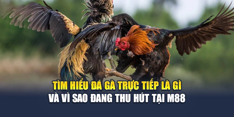 Tìm hiểu đá gà trực tiếp là gì và vì sao đang thu hút tại M88