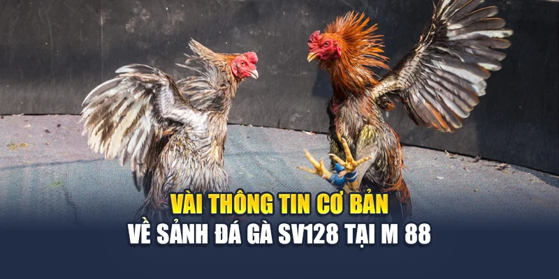 Vài thông tin cơ bản về sảnh đá gà Sv128 tại M 88